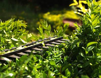 Hedge Trimming