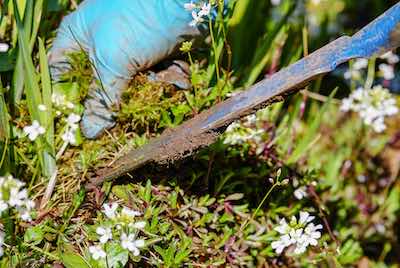 Planting & Weeding